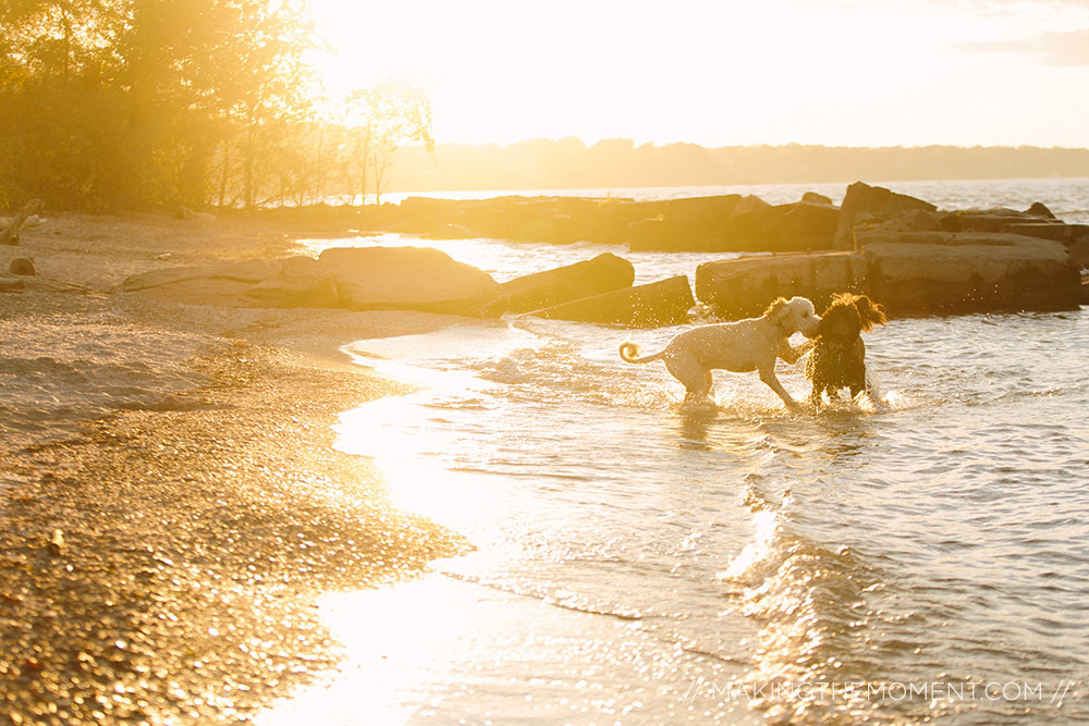 Dogs in Engagement Session