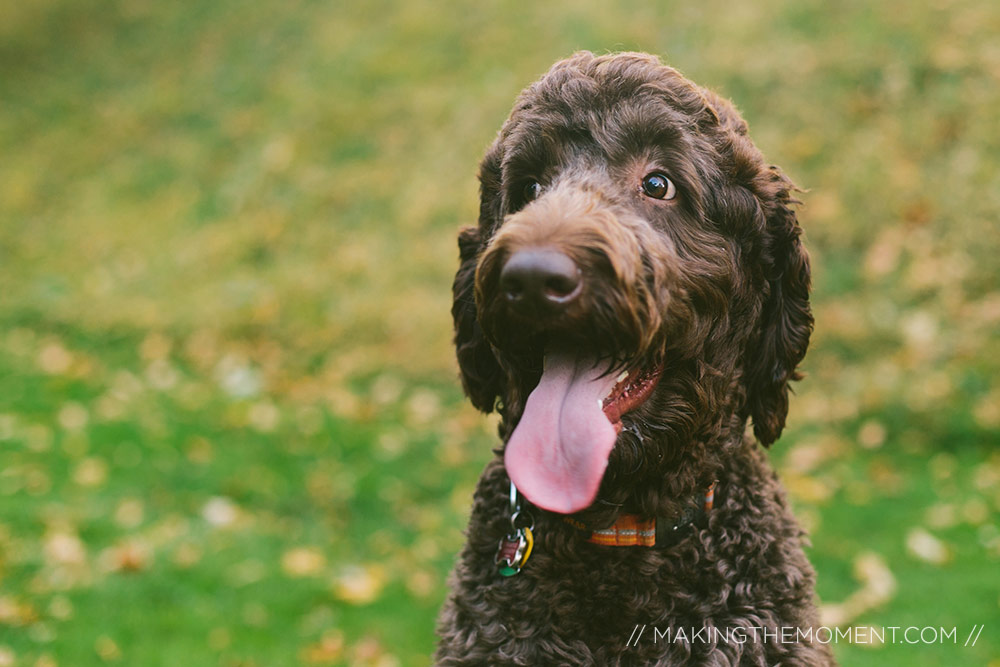 Dogs in Engagement Session