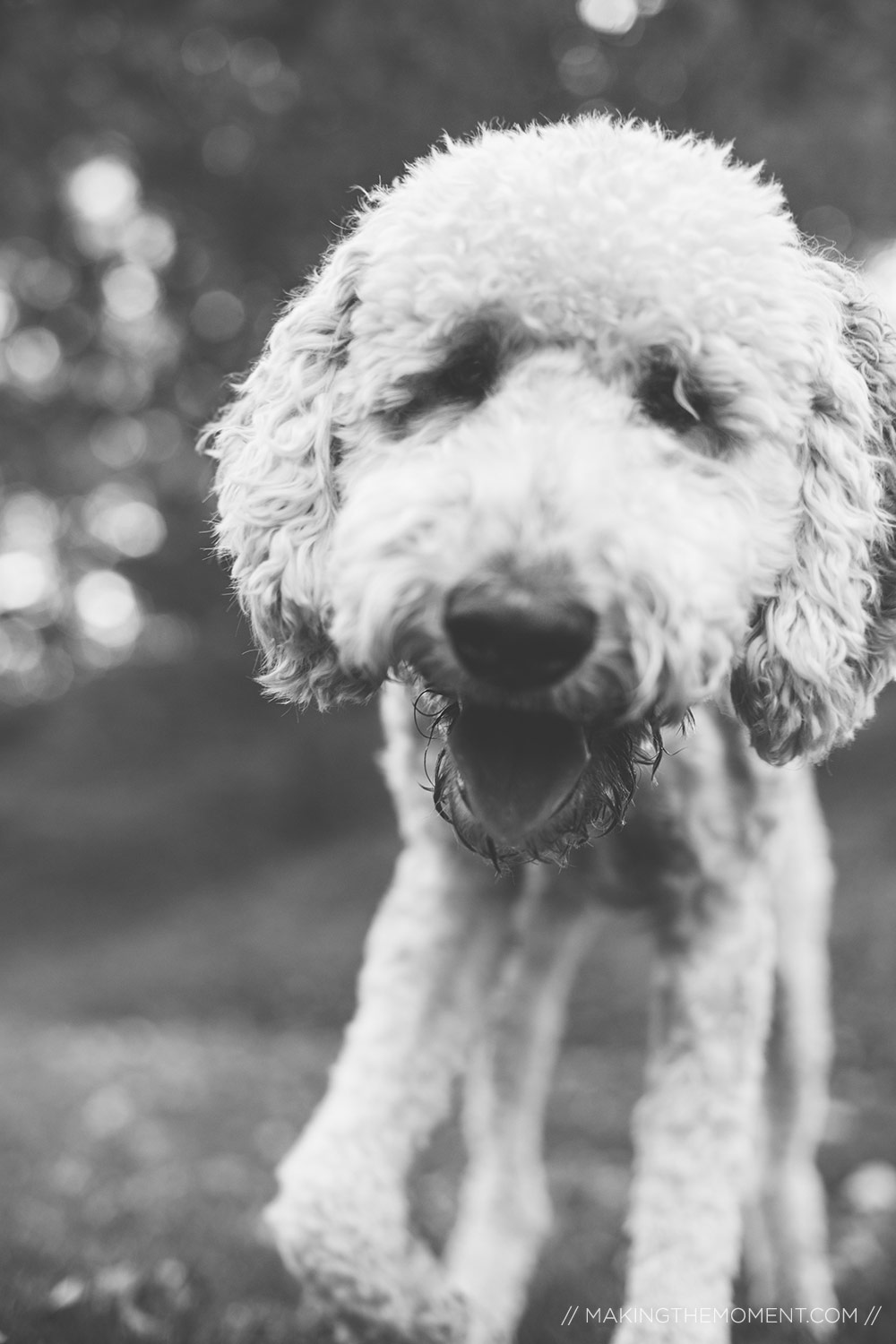 Dogs in Engagement Session