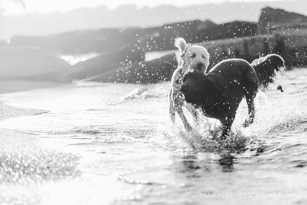 Dogs in Engagement Session