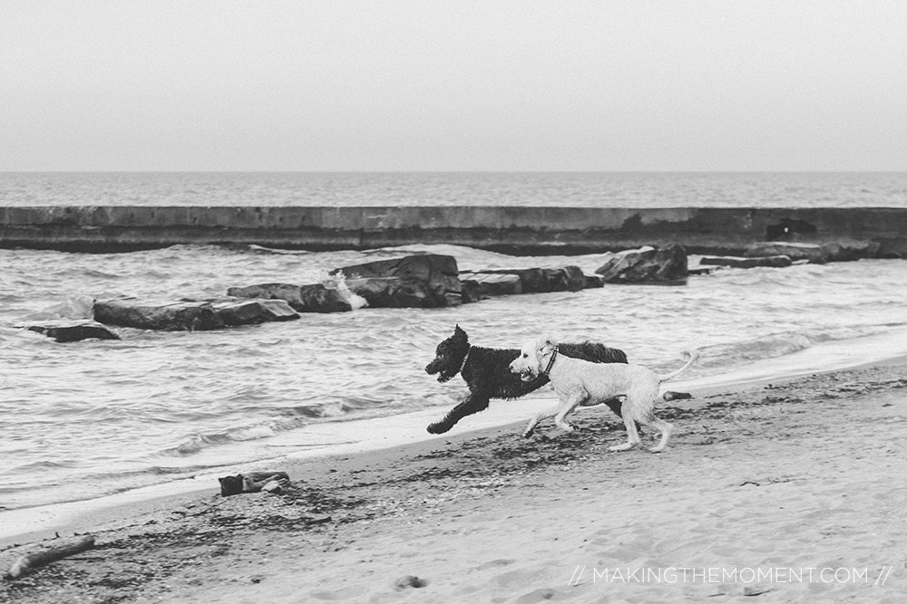 Dogs in Engagement Session