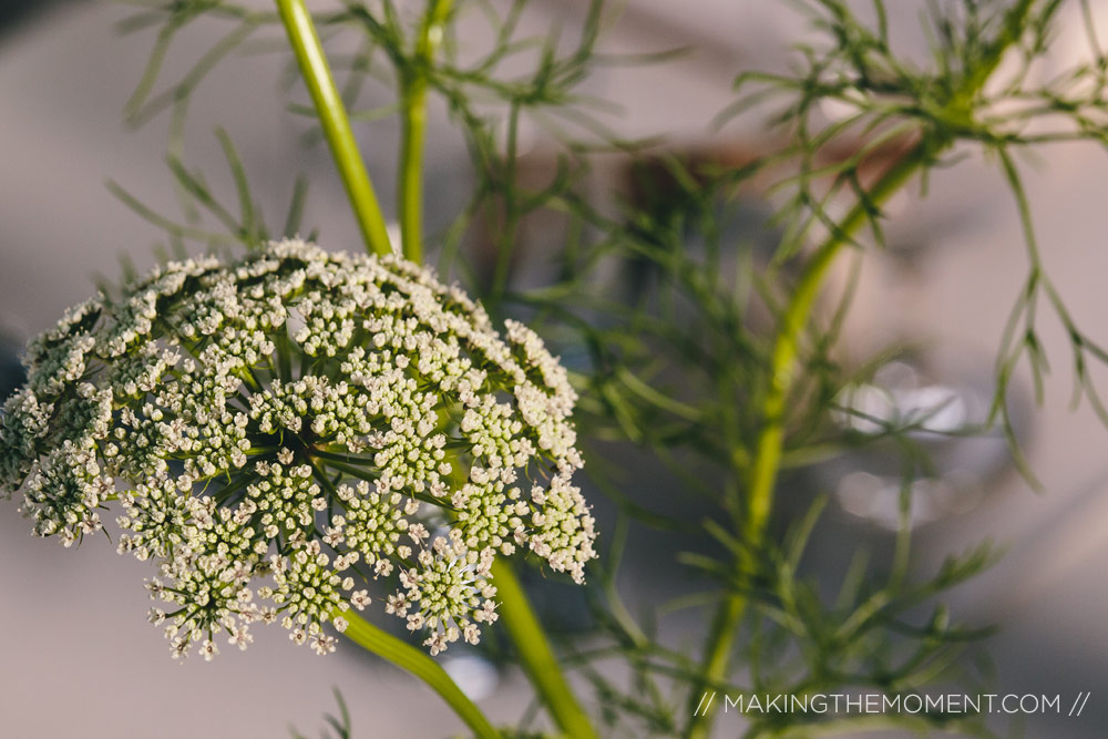 Botzum Farms Ohio Wedding