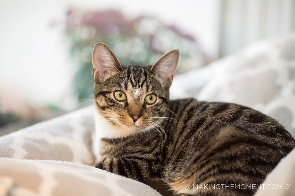 cats engagement session photographer cleveland