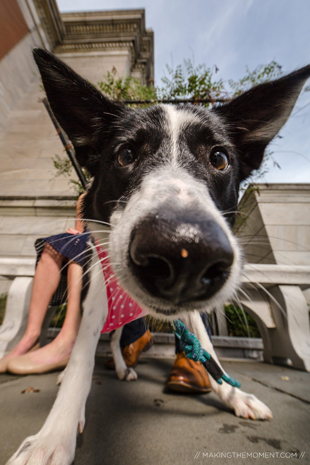 Engagement Session Cleveland Dogs