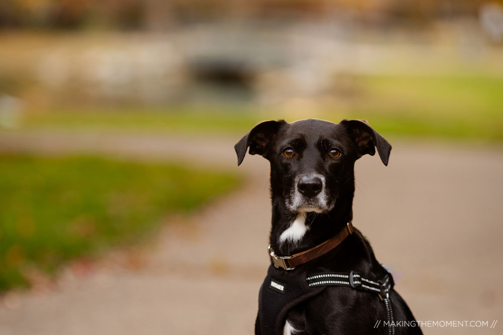Cleveland Engagement Photographers
